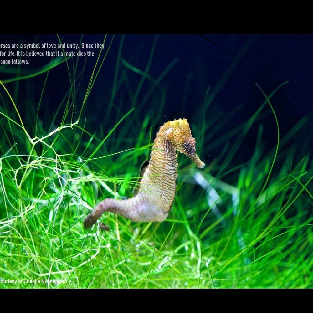 The Crafty Hobbit 2026 seahorses